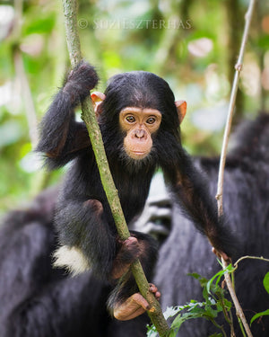 Baby chimpanzee in jungle - color photo