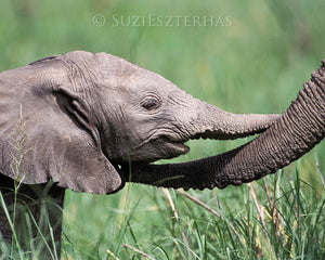 Baby elephant and mom touching trunks - color photo