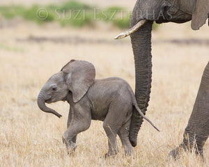 Safari Baby Animals Nursery prints color