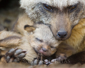 mom and baby animal nursery photos