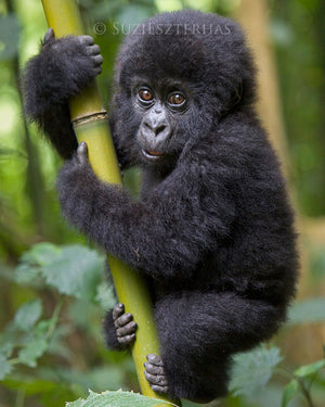 Baby gorilla - color photo