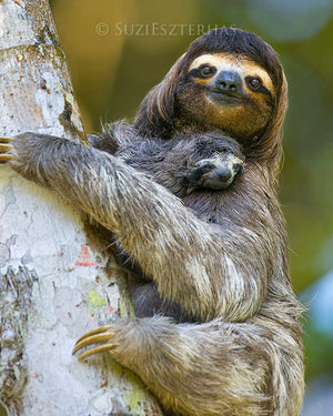 Baby sloth and mom