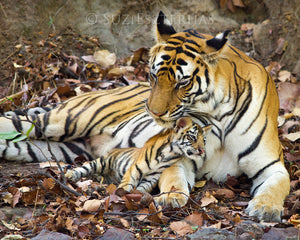 Baby tiger snuggling mom