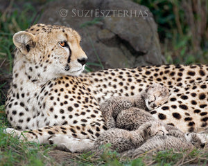 Cheetah mother and newborn cubs -  color photo