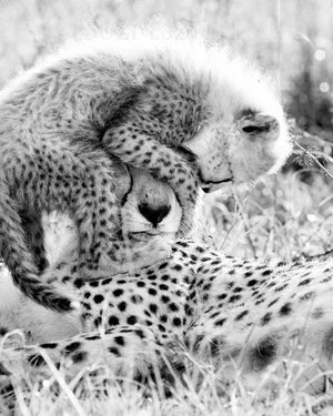 cheetah mom cub black and white