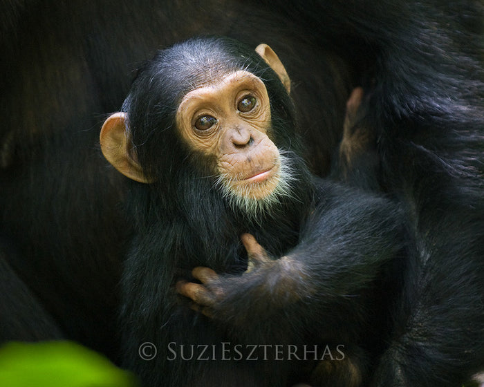 Cuddly Baby Chimpanzee Photo