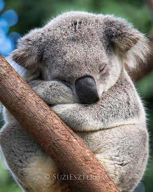 Cute koala sleeping in a tree - color photo