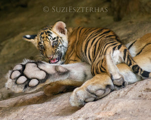 Cute baby tiger cub