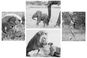 safari animal greeting cards