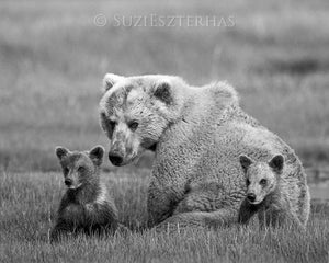 Mom and Baby Bears Photo