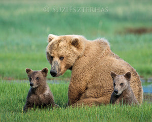 Mom and baby grizzly bears - color photo