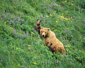 Mother and baby grizzly bears in flowers - color photo