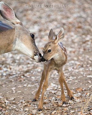 mom and baby deer photo 