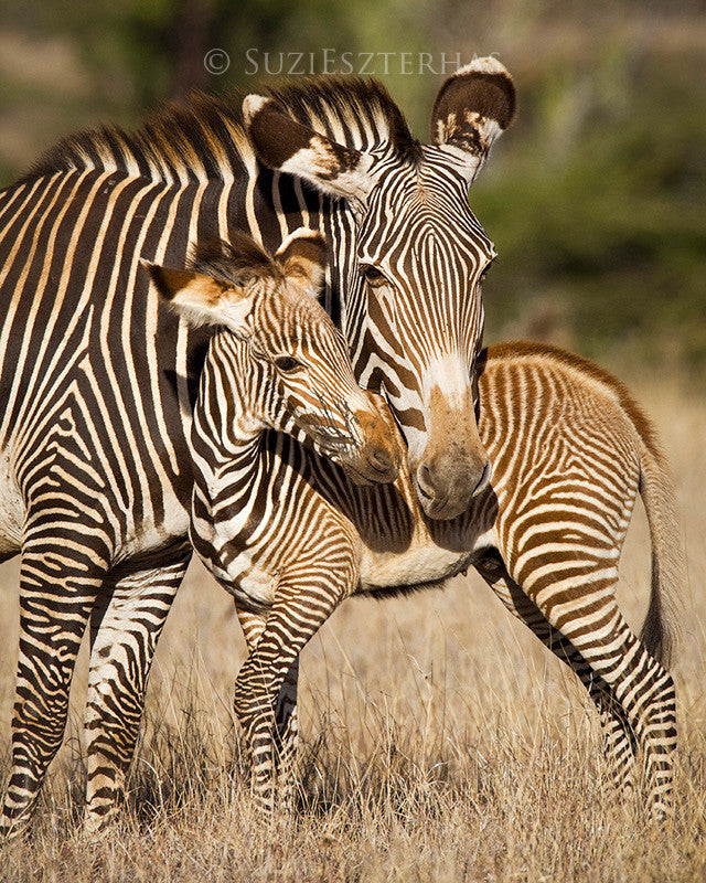 Mom and Baby Zebra Photo