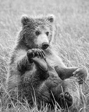Playful Bear Photo