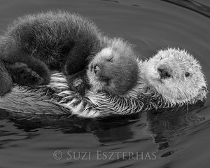 Snuggle Baby Animals Photo Set (Black and White)