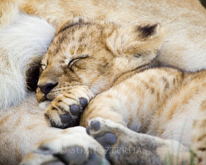 Sleepy baby lion