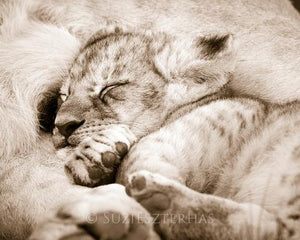 Sleepy Baby Lion Photo