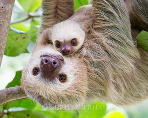 Sweet mom and baby sloth