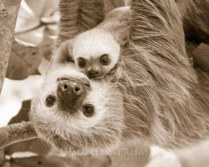 Sweet Mom and Baby Sloth Photo