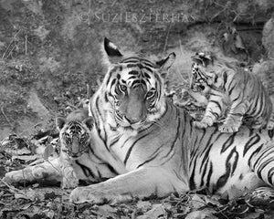 Tiger Mom and Cubs Photo