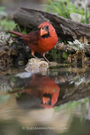 Christmas Bird Count for Kids