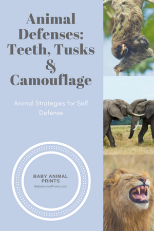 Animal Defenses: Teeth, Tusks and Camouflage