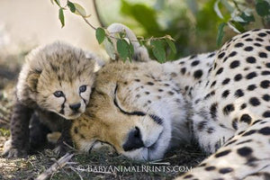 Cheetah Conservation - September Print Promotion