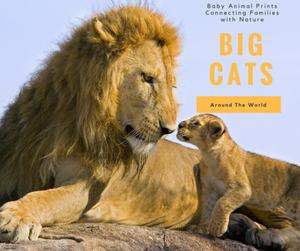 Big Cats From Around the World