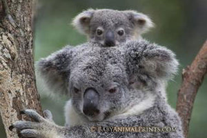 Joeys - Baby Marsupials