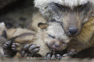 Kits and Cubs