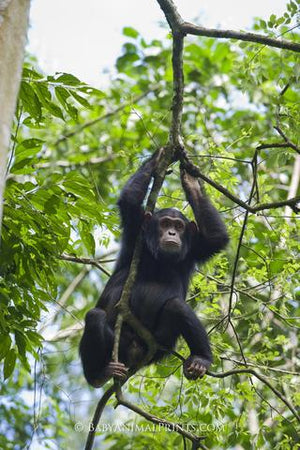 What's the Difference Between an Ape and a Monkey?