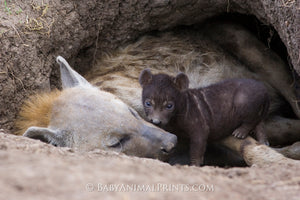 Animal Dens - Ice and Underground