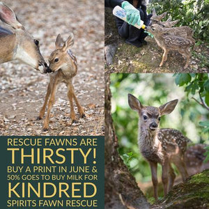 Prints for Conservation - Fawn Rescue