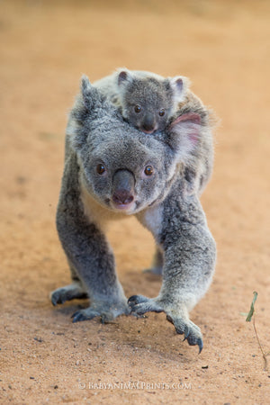 Baby Animals Moving - Riding with Mom