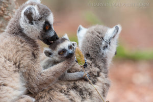 October is for Ring-Tailed Lemurs