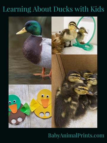 Learning About Ducks with Kids – Baby Animal Prints by Suzi