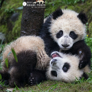 10 Fun Facts about Giant Pandas