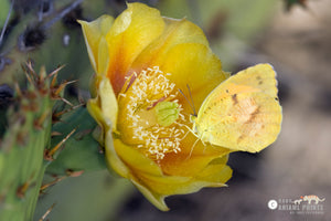 5 Ways to Learn About: Butterflies