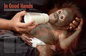 Orangutan Rescue