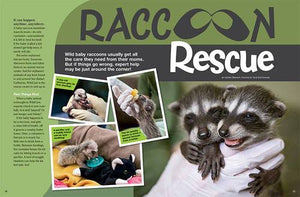 Raccoon Rescue