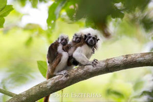 Adventures with the Colombian Cotton-Top Tamarins