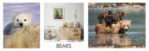 Bears