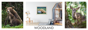 Woodland Animals