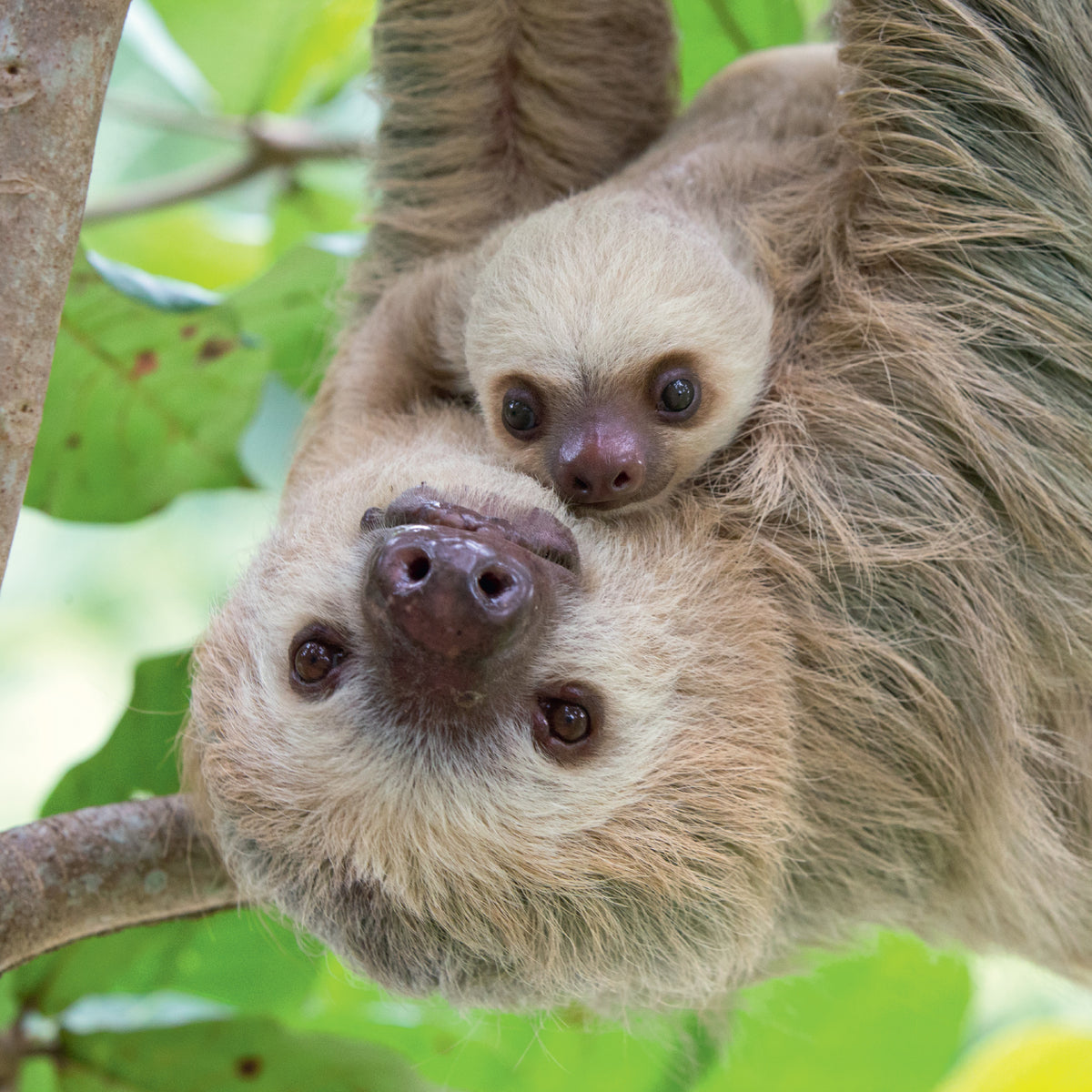 Baby Sloths 2025 | Gender and name revealed of baby sloth at Jersey Zoo ...