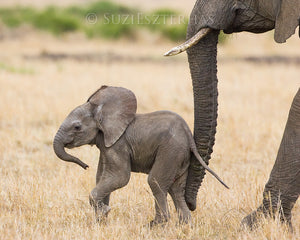 Baby Animal Lovers Bundle