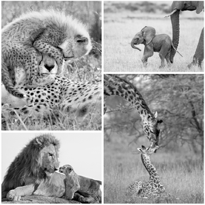 Baby Animal Lovers Bundle
