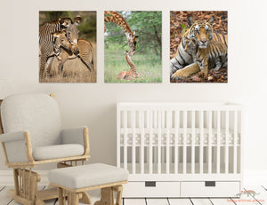 Mom and Baby Zebra Photo