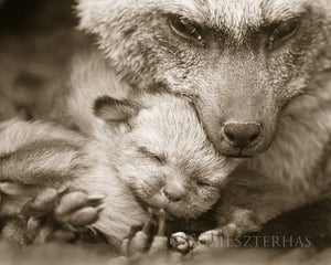 mom and baby bat fox photo sepia