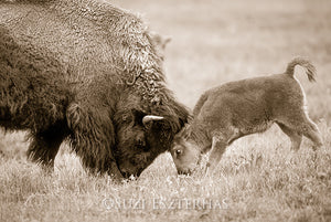 playful baby bison and mom photo sepia